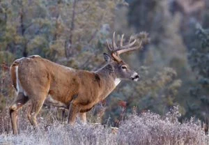 Best Caliber For White Tail Hunting